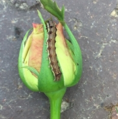 Unidentified Other Insect at Tathra, NSW - 3 Feb 2019 by Steve Mills