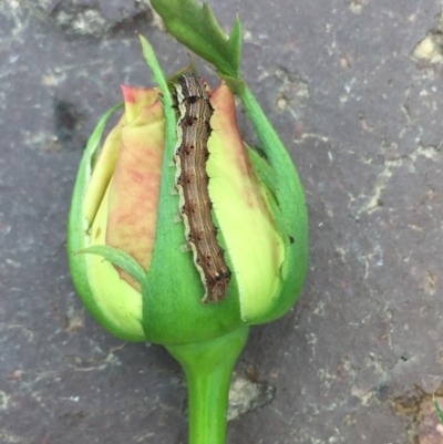 Unidentified Other Insect at Tathra, NSW - 3 Feb 2019 by Steve Mills