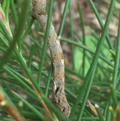 Geometridae (family) (Unidentified geometer or looper moths) at Tathra, NSW - 3 Feb 2019 by Steve Mills