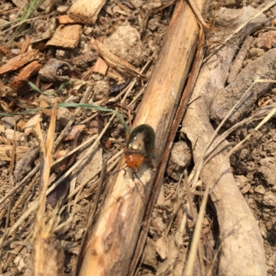 Lamprolina (genus) (Pittosporum leaf beetle) at Tathra, NSW - 5 Jan 2019 by Steve Mills