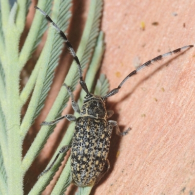 Ancita sp. (genus) (Longicorn or longhorn beetle) at Molonglo Valley, ACT - 1 Feb 2019 by Harrisi