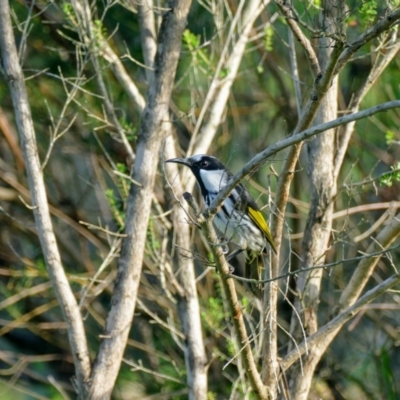Phylidonyris niger (White-cheeked Honeyeater) at Morton, NSW - 29 Jan 2019 by vivdavo