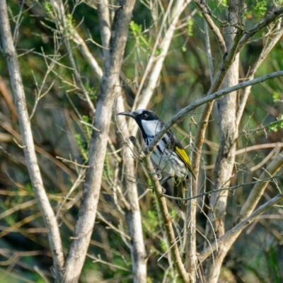 Phylidonyris niger (White-cheeked Honeyeater) at Morton, NSW - 28 Jan 2019 by vivdavo