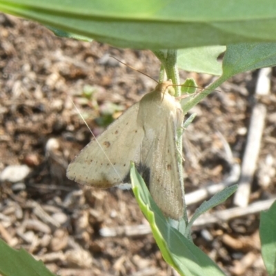 Helicoverpa (genus) (A bollworm) at Calwell, ACT - 29 Jan 2019 by owenh