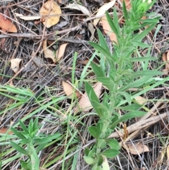 Erigeron sp. at Yarralumla, ACT - 1 Feb 2019