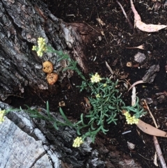 Erigeron sp. (Fleabanes) at Lake Burley Griffin West - 1 Feb 2019 by ruthkerruish