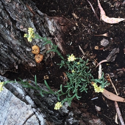 Erigeron sp. (Fleabanes) at Yarralumla, ACT - 31 Jan 2019 by ruthkerruish