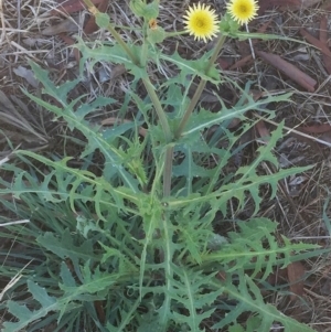 Sonchus oleraceus at Garran, ACT - 4 Feb 2019