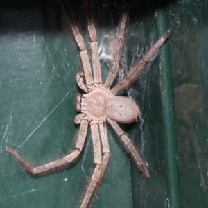 Isopeda sp. (genus) at Higgins, ACT - 4 Feb 2019