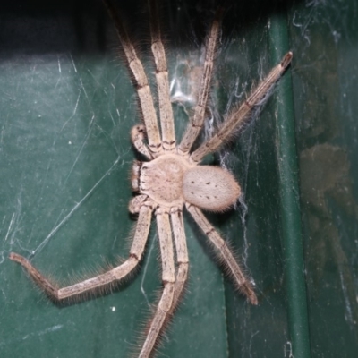 Isopeda sp. (genus) (Huntsman Spider) at Higgins, ACT - 4 Feb 2019 by Alison Milton