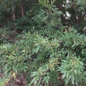 Fraxinus sp. at Yarralumla, ACT - 1 Feb 2019