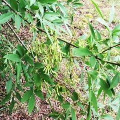 Fraxinus sp. at Yarralumla, ACT - 1 Feb 2019 11:00 AM