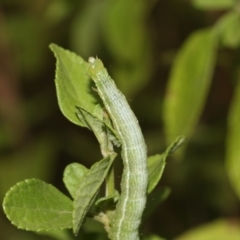 Chrysodeixis (genus) (Green looper) at Higgins, ACT - 4 Feb 2019 by AlisonMilton