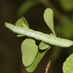 Chrysodeixis (genus) at Higgins, ACT - 4 Feb 2019