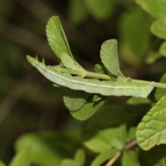 Chrysodeixis (genus) at Higgins, ACT - 4 Feb 2019