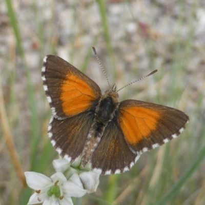 Lucia limbaria (Chequered Copper) at Isaacs, ACT - 4 Feb 2019 by Mike