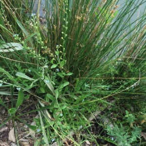 Myosotis laxa subsp. caespitosa at Yarralumla, ACT - 1 Feb 2019