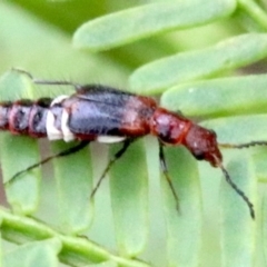 Carphurus sp. (genus) (Soft-winged flower beetle) at Majura, ACT - 1 Feb 2019 by jbromilow50