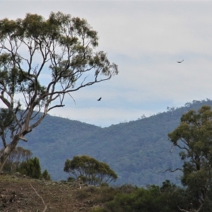 Aquila audax at Kambah, ACT - 4 Feb 2019