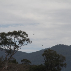 Aquila audax at Kambah, ACT - 4 Feb 2019