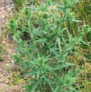 Cirsium vulgare at Yarralumla, ACT - 1 Feb 2019 10:00 PM