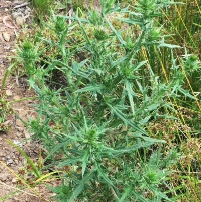 Cirsium vulgare (Spear Thistle) at Lake Burley Griffin West - 1 Feb 2019 by ruthkerruish