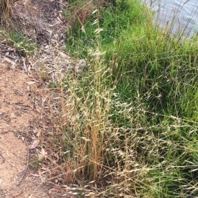 Avena (genus) (Wild Oats) at Lake Burley Griffin West - 1 Feb 2019 by ruthkerruish