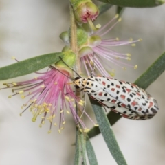 Utetheisa pulchelloides (Heliotrope Moth) at Higgins, ACT - 4 Feb 2019 by AlisonMilton