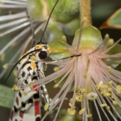 Utetheisa pulchelloides at Higgins, ACT - 4 Feb 2019 12:20 PM