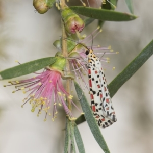 Utetheisa pulchelloides at Higgins, ACT - 4 Feb 2019