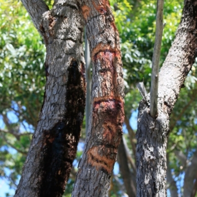 Petaurus australis (Yellow-bellied Glider) at Ulladulla, NSW - 29 Jan 2019 by Charles Dove