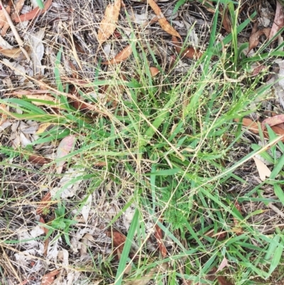 Panicum effusum (Hairy Panic Grass) at Yarralumla, ACT - 31 Jan 2019 by ruthkerruish