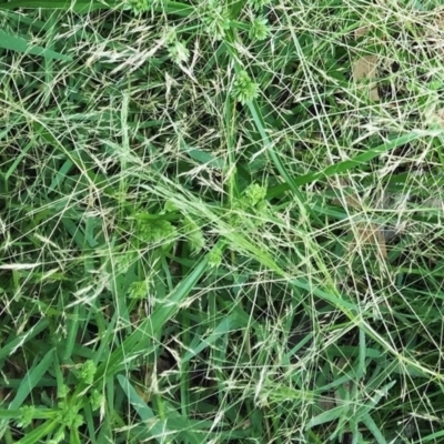 Lachnagrostis filiformis (Blown Grass) at Yarralumla, ACT - 1 Feb 2019 by ruthkerruish