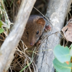 Antechinus mimetes mimetes (Dusky Antechinus) at Rendezvous Creek, ACT - 2 Feb 2019 by JRCNM