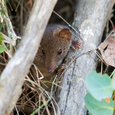 Antechinus mimetes mimetes (Dusky Antechinus) at Rendezvous Creek, ACT - 2 Feb 2019 by JRCNM