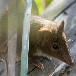 Antechinus mimetes mimetes at Rendezvous Creek, ACT - 2 Feb 2019