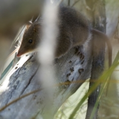 Antechinus mimetes mimetes at Rendezvous Creek, ACT - 2 Feb 2019