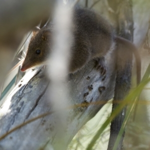 Antechinus mimetes mimetes at Rendezvous Creek, ACT - 2 Feb 2019