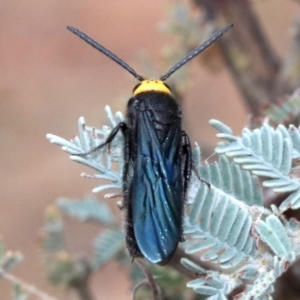 Scolia (Discolia) verticalis at Majura, ACT - 1 Feb 2019