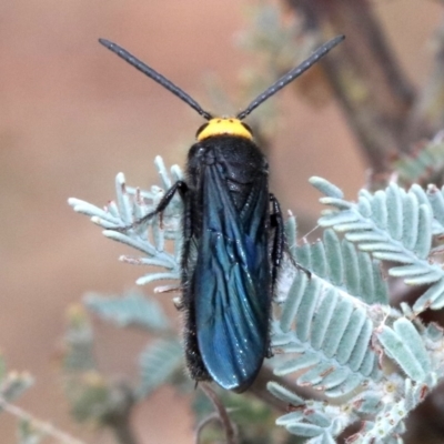 Scolia (Discolia) verticalis (Yellow-headed hairy flower wasp) at Majura, ACT - 1 Feb 2019 by jb2602