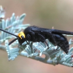 Scolia (Discolia) verticalis at Majura, ACT - 1 Feb 2019