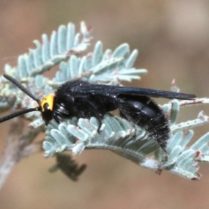 Scolia (Discolia) verticalis at Majura, ACT - 1 Feb 2019