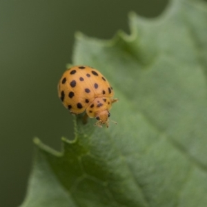 Epilachna sumbana at Higgins, ACT - 4 Feb 2019 12:51 PM