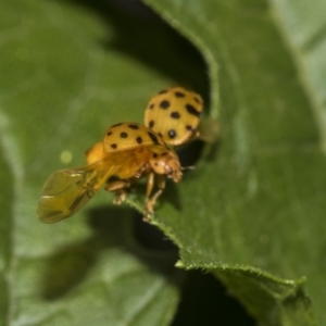 Epilachna sumbana at Higgins, ACT - 4 Feb 2019 12:51 PM