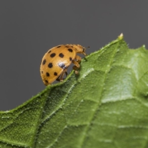 Epilachna sumbana at Higgins, ACT - 4 Feb 2019 12:51 PM