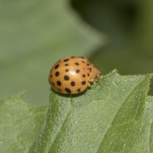 Epilachna sumbana at Higgins, ACT - 4 Feb 2019 12:51 PM