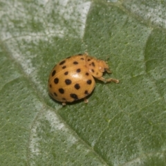 Epilachna sumbana at Higgins, ACT - 4 Feb 2019 12:51 PM