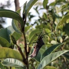 Mictis profana at Watson, ACT - 4 Feb 2019 06:39 PM