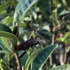 Mictis profana at Watson, ACT - 4 Feb 2019 06:39 PM