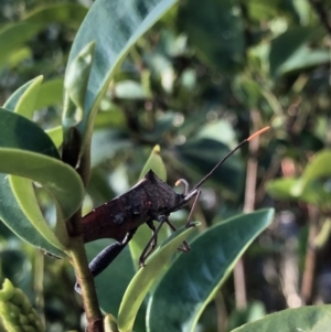 Mictis profana at Watson, ACT - 4 Feb 2019 06:39 PM